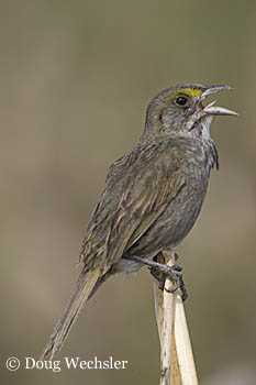 Seaside Sparrow _F2B2258.jpg - 43261 Bytes